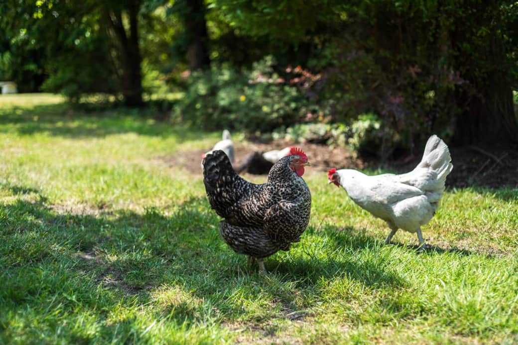 Our free range hens, fresh eggs every day for our guests