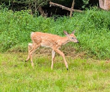 one of many furry visitors