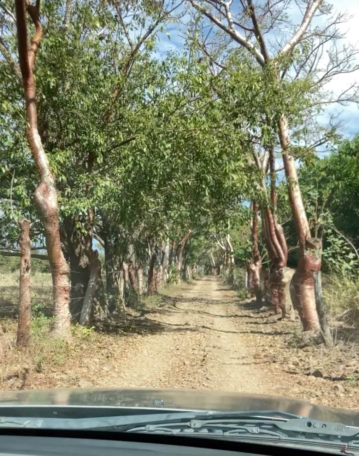 Camino de terracería de un solo carril entre árboles rumbo al sitio de petroglifos de Altavista