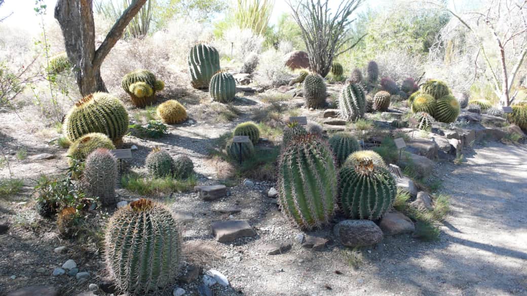 Cactus Garden  panoramio