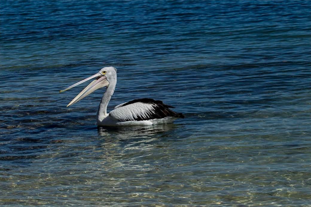 Bribie Island Pelican By Sheba_Also 43,000 photos - https://www.flickr.com/photos/shebalso/36150328551/, CC BY-SA 2.0, https://commons.wikimedia.org/w/index.php?curid=73659141