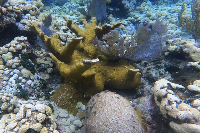 Quatro Vista, walk in snorkel and dive, Antler Coral