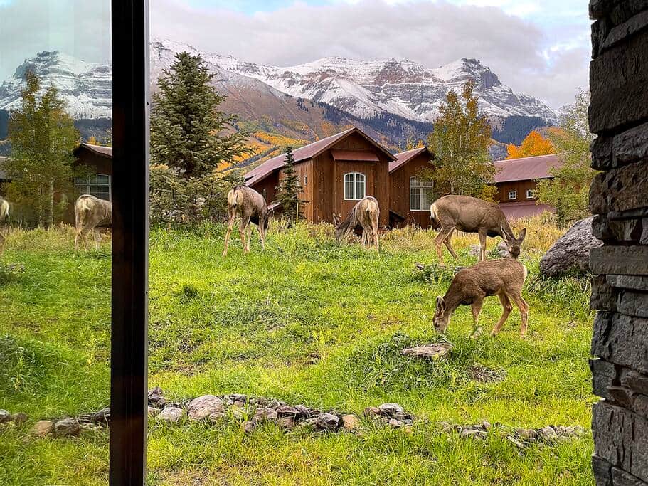 Wildlife is abundant. You'll never know when you'll see deer, elk, rabbit, and more!