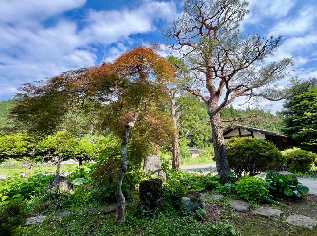 Trees in the garden