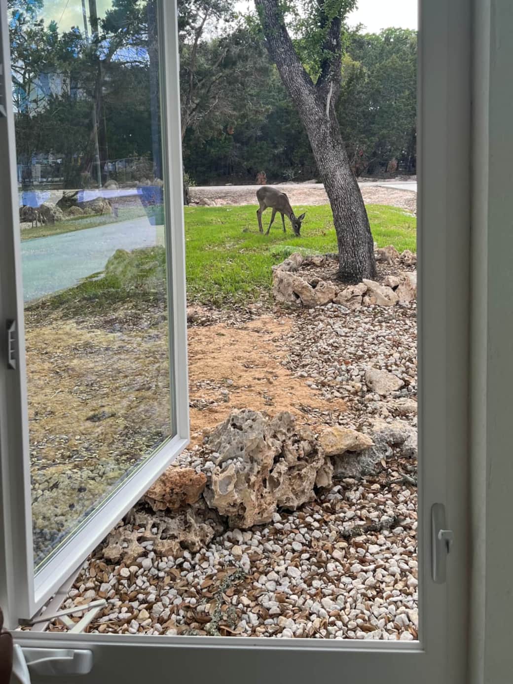 Deer