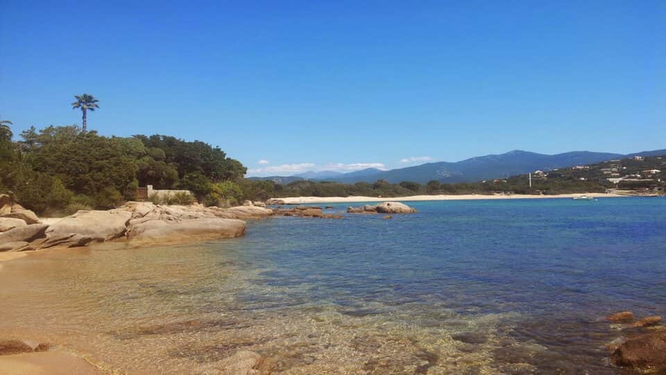 Calamedea