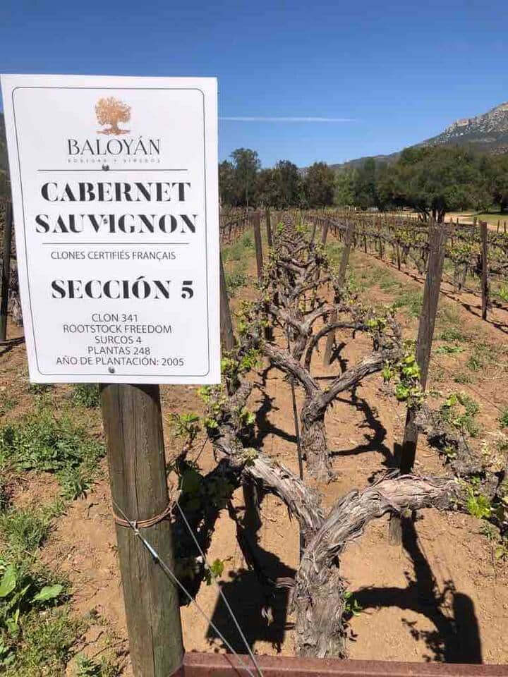 Una sección del viñedo