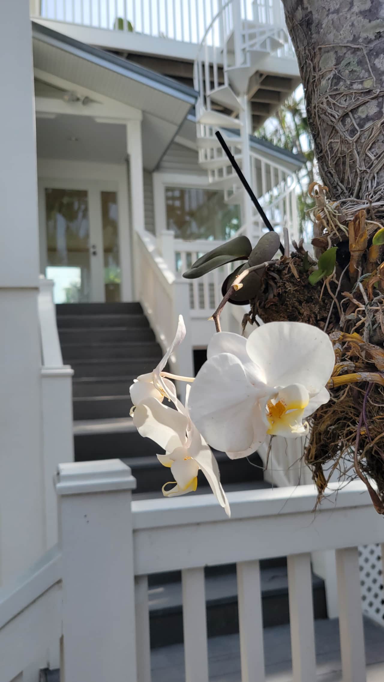 Orchids await