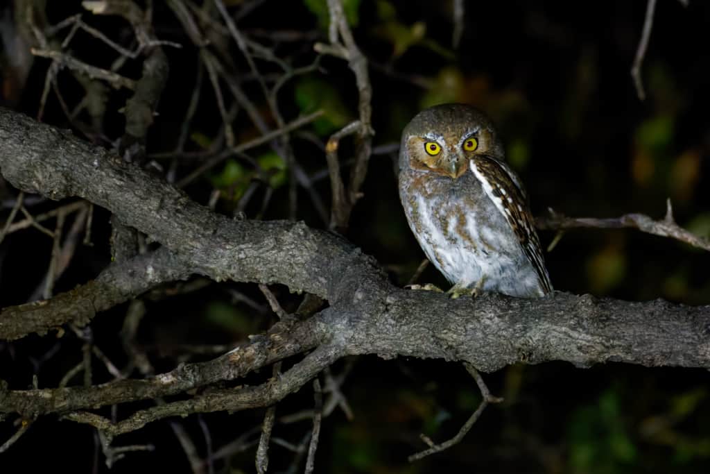 Elf Owl.  A pair of Elf Owls have taken up residence in a Sycamore tree near Cowboy Cabin.