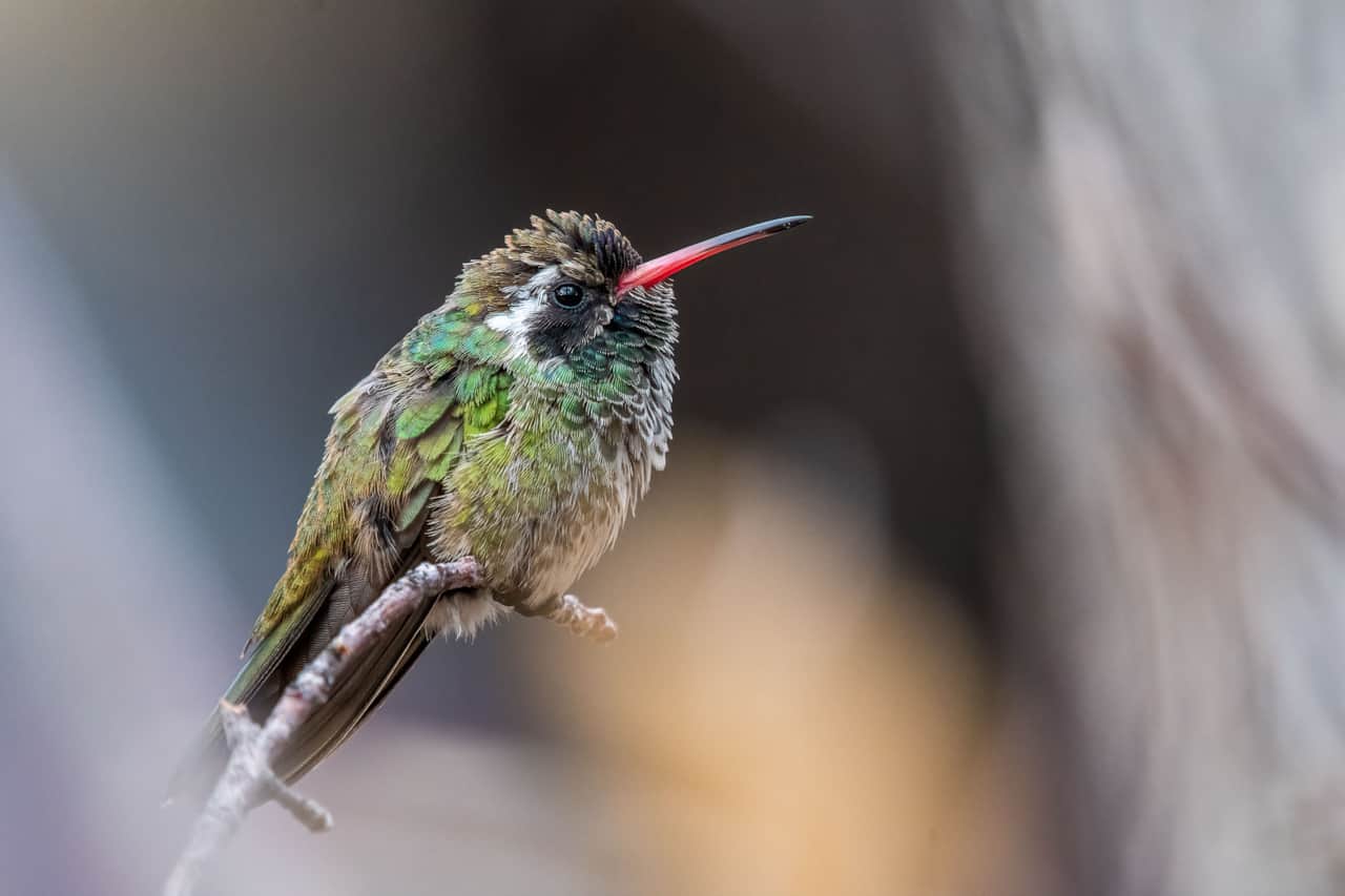 White Eared Hummingbird