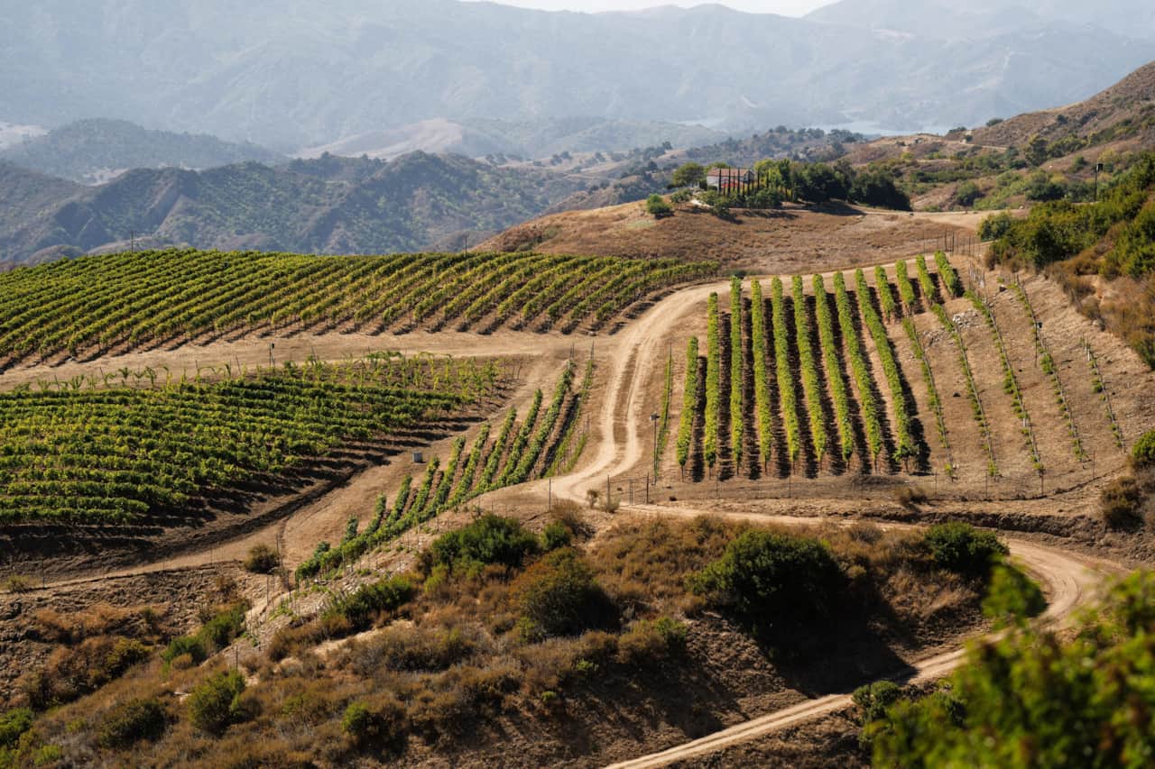 View east over the Ojai Mountain vineyard blocks