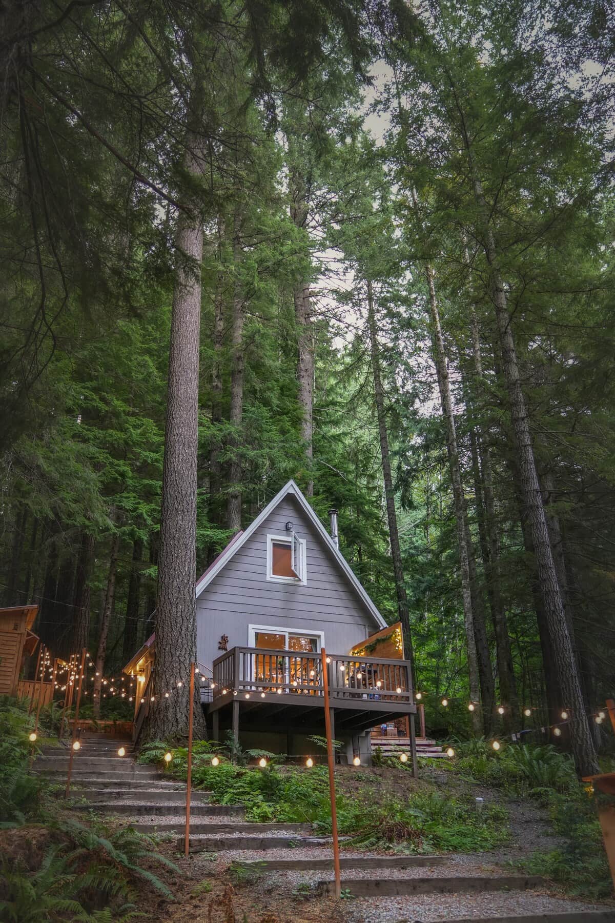 We are surrounded by massive old growth trees