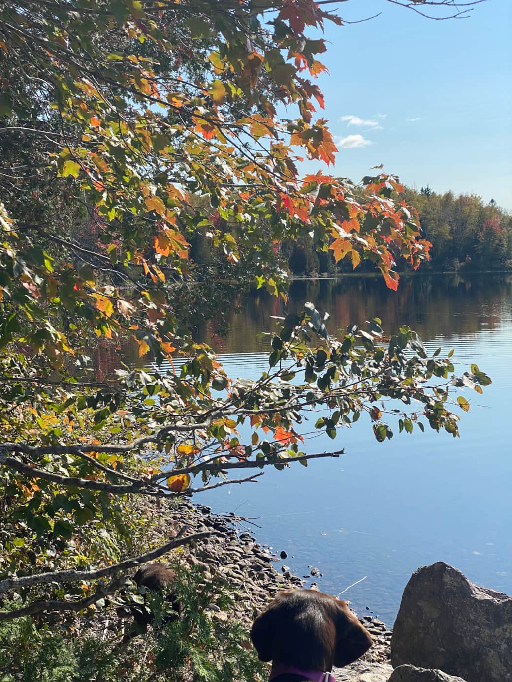 Fall picture