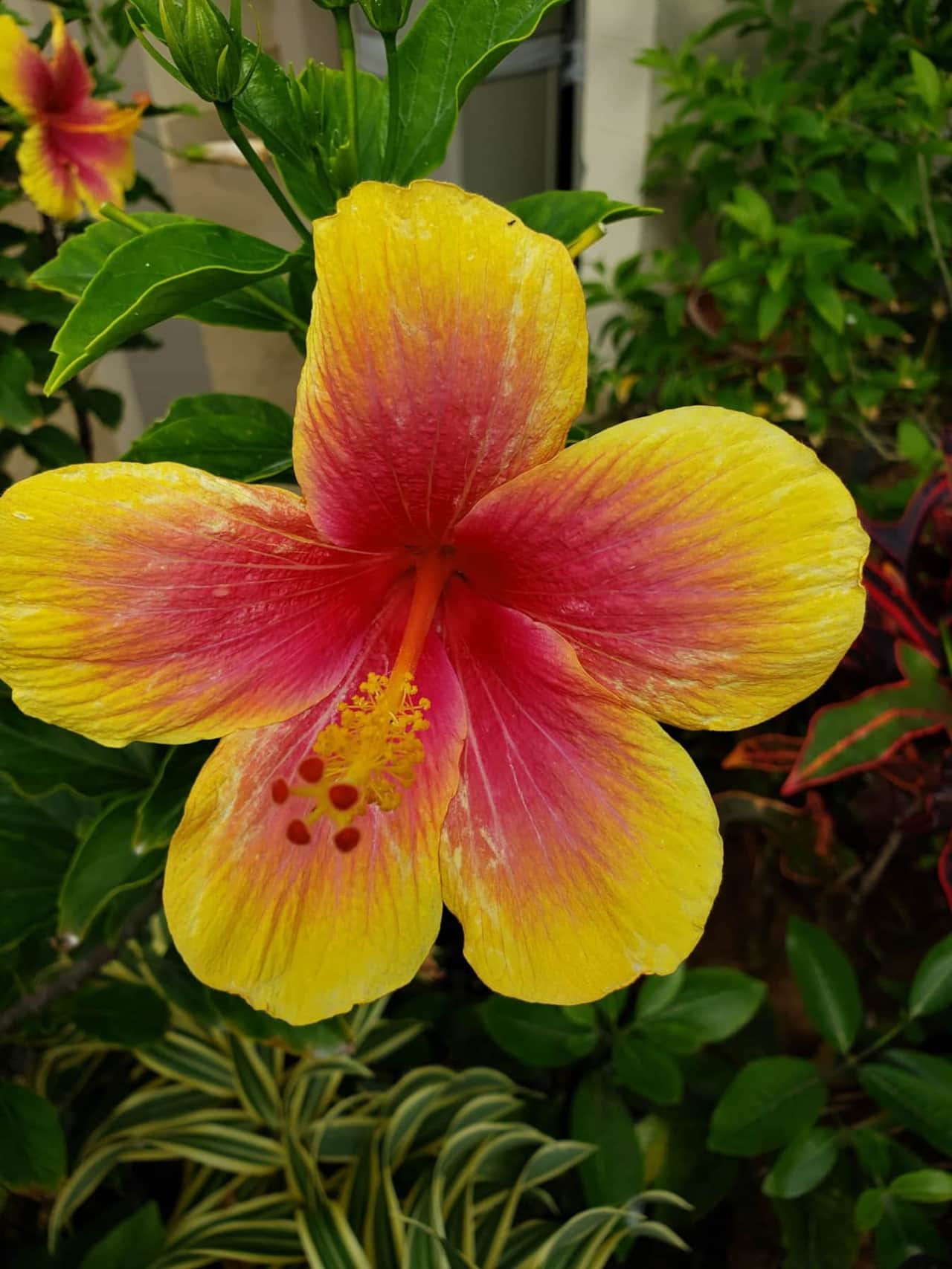 Hibiscus