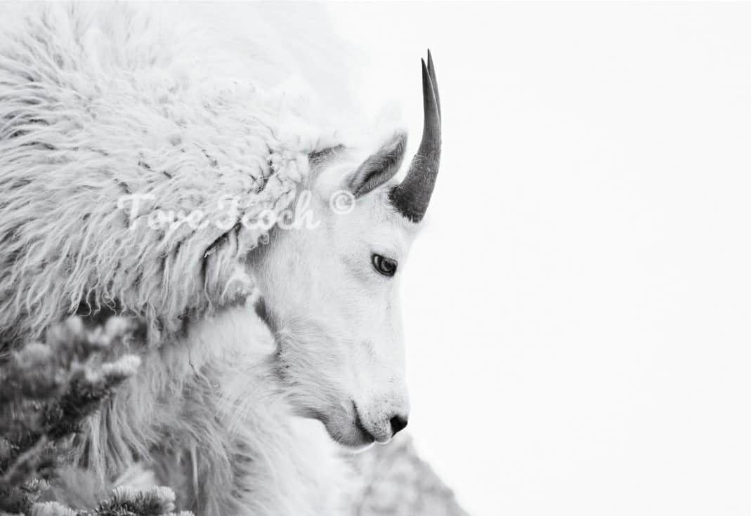 "Life on Mt. Ellinor"
