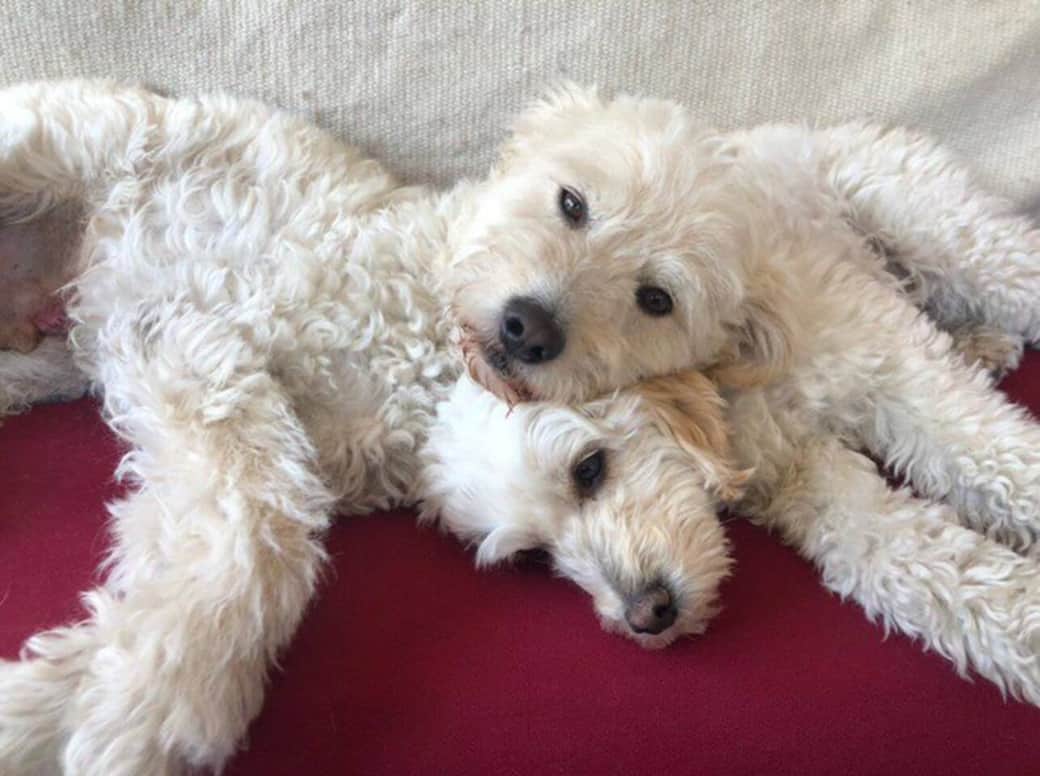 Estos son boby y kova, los perritos de la casa que te saludaran cuando entres y salgas de la casa. 