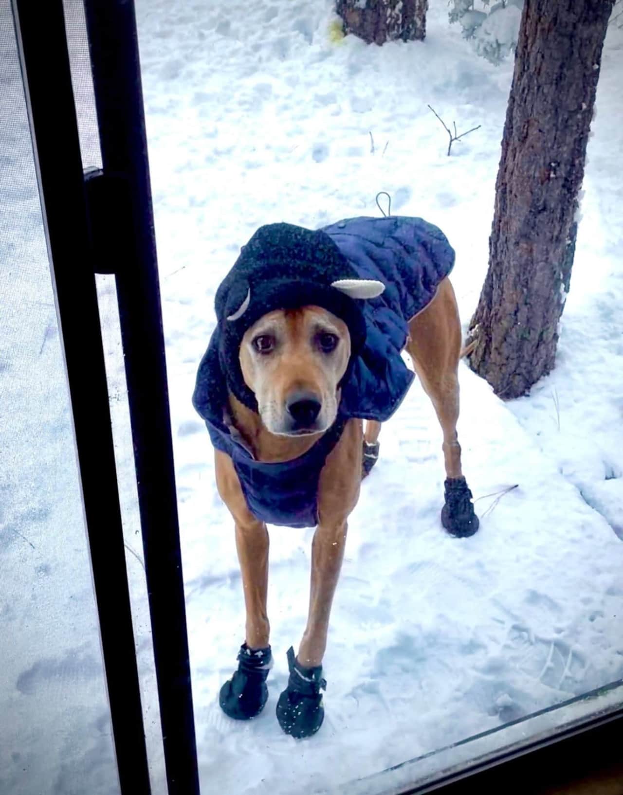 Dog enjoying winter snow at pet-friendly cabin