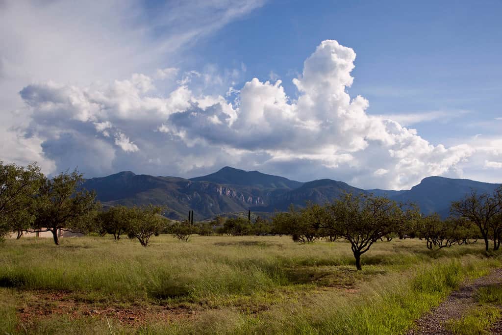 Huachuca Mountains from just below.