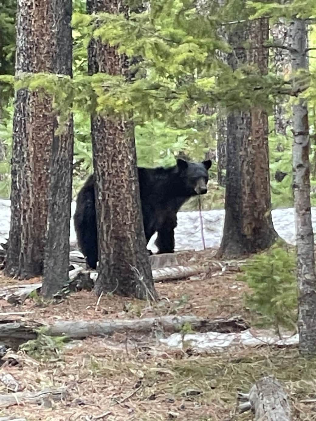 Bear in snow Bear in snow