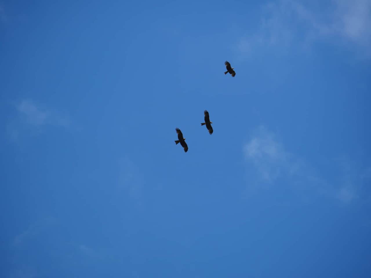 Vogels - Dwergarend.jpg