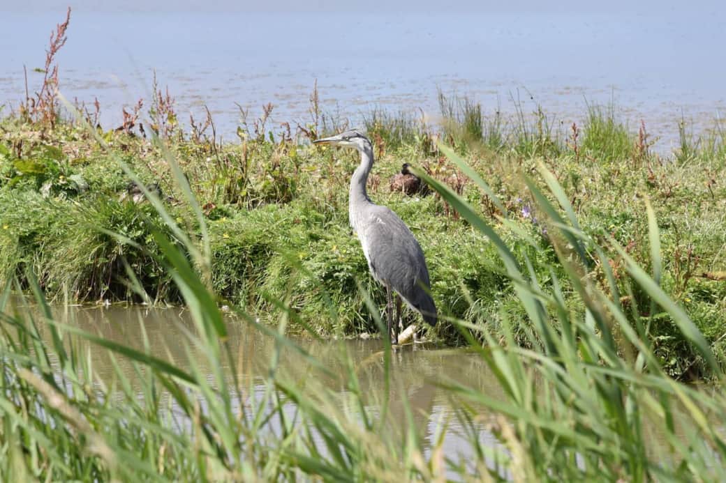 Birdwatching on Cley reserve
