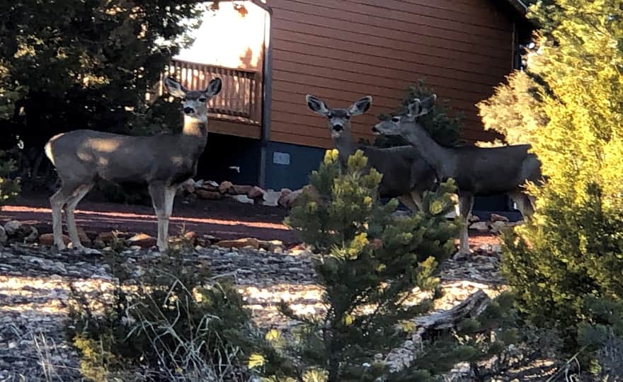 deers