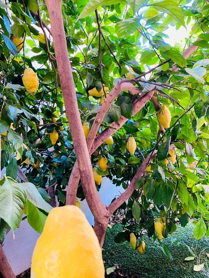 Notre citronnier  bio