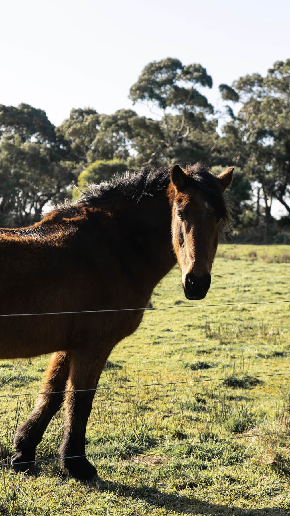 Horse Looking Over LL Fence