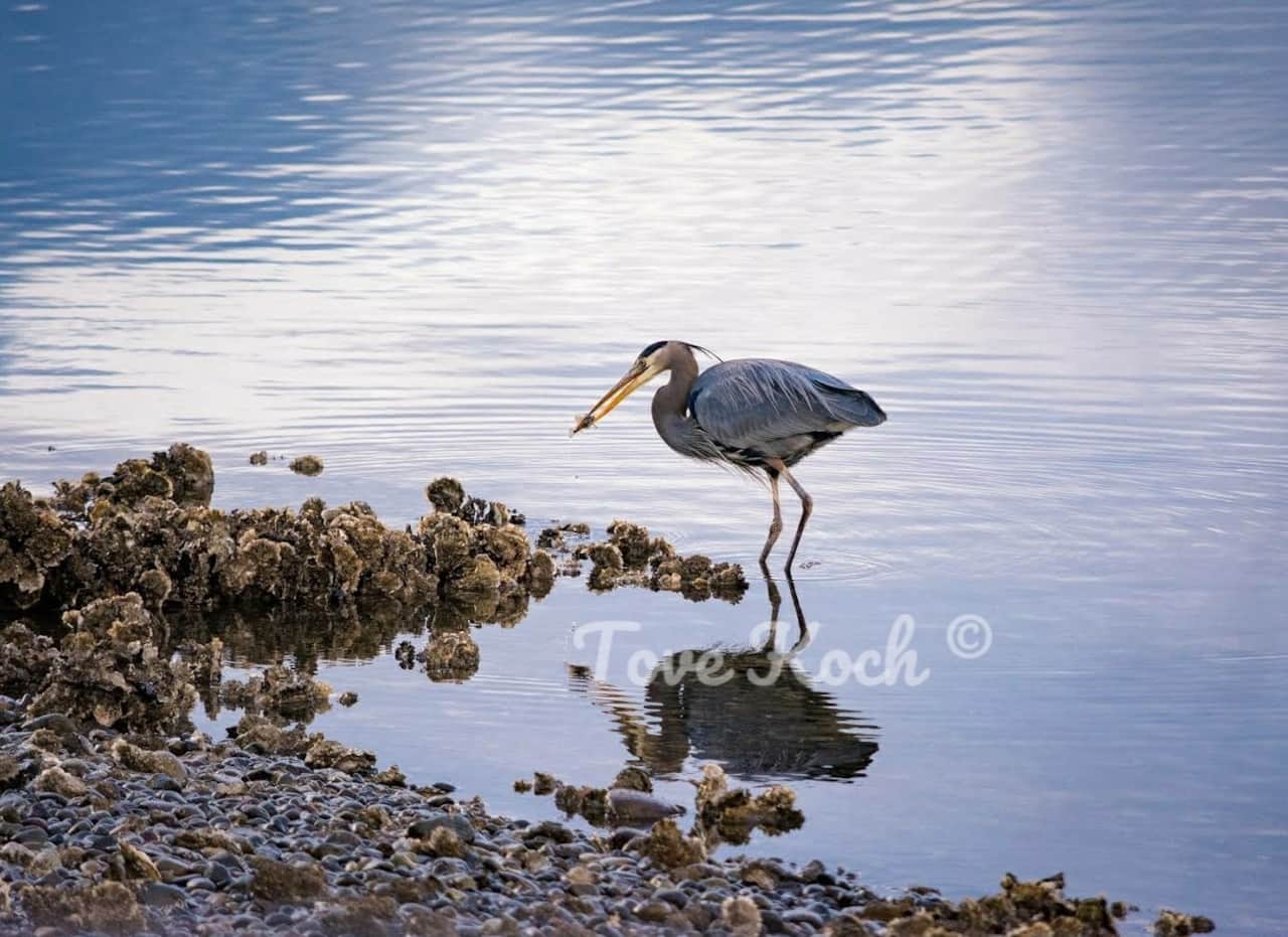 "Great Blue Heron"