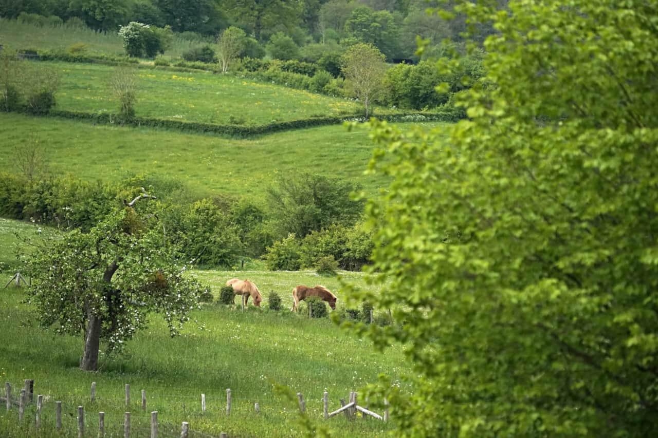 Gîte du Jardin - Nature