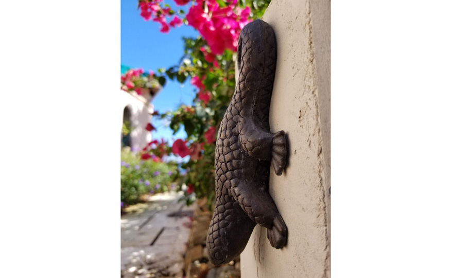 Geckos light the pathway