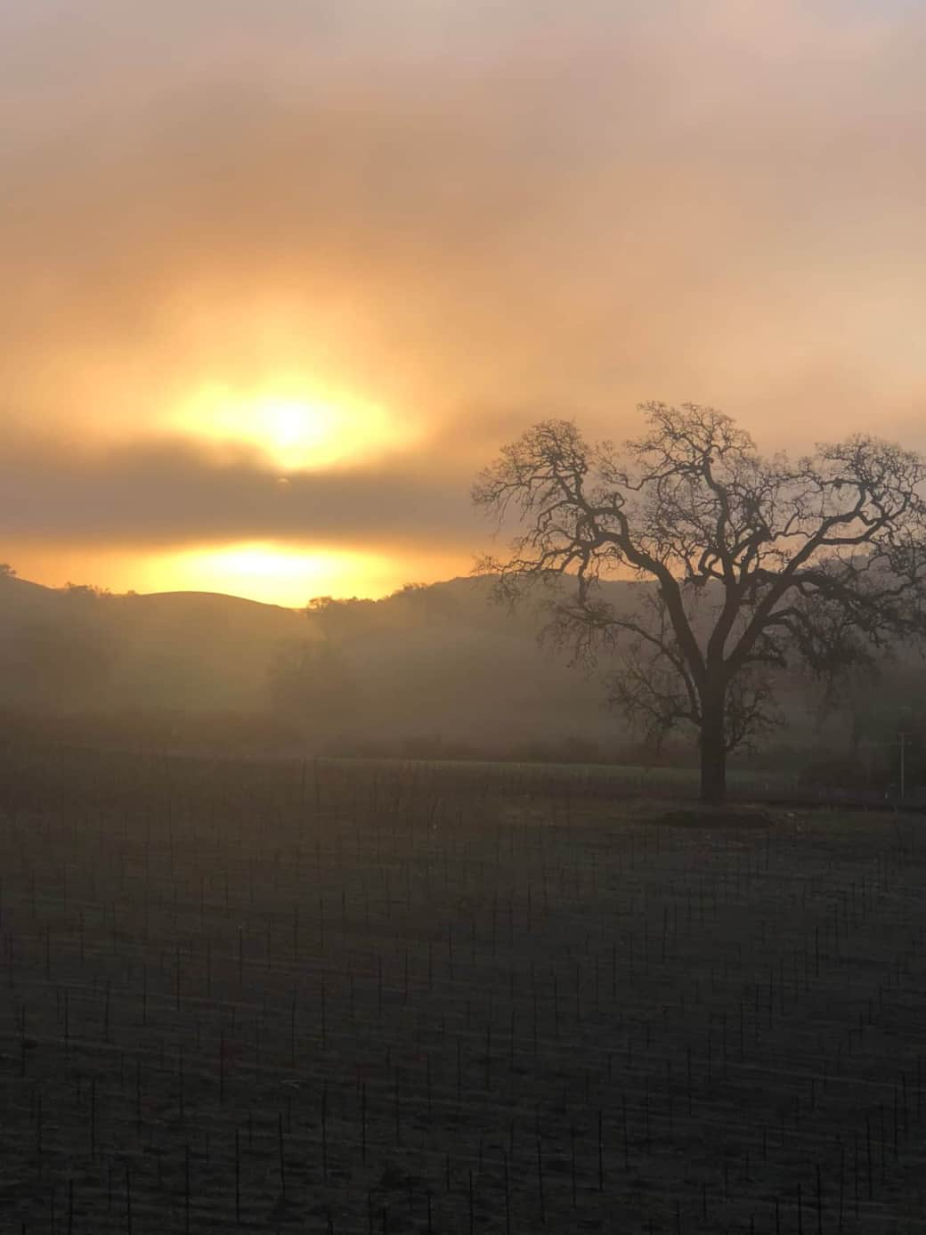 Sunrise over the vineyard