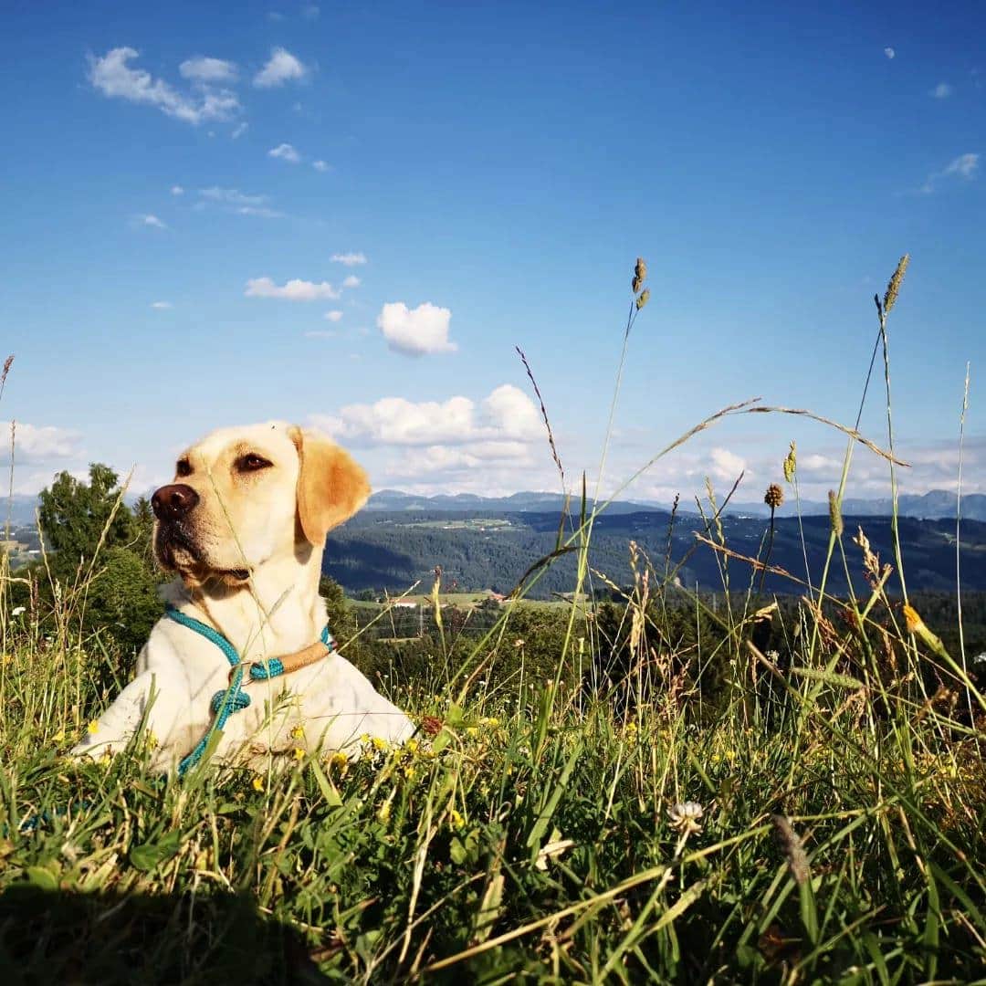 Ella 🐾