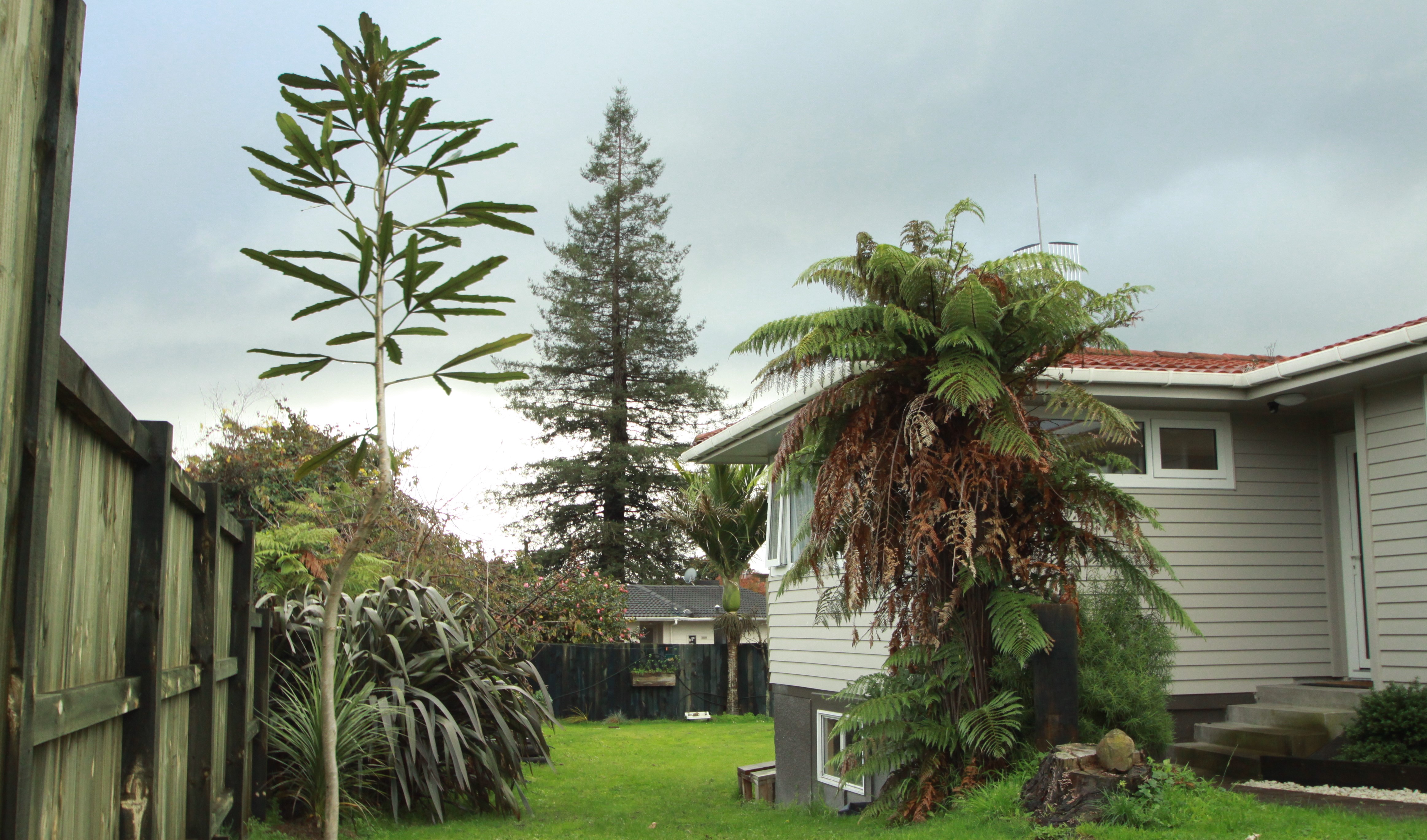 Great space for dogs. 