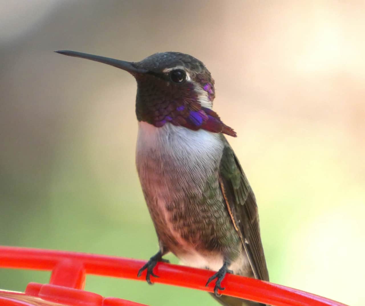 Costas Hummingbird