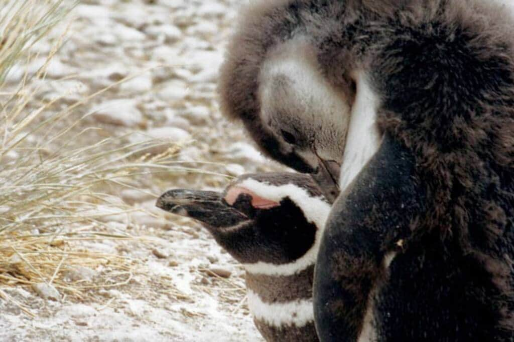 Colony of Magellanic penguins