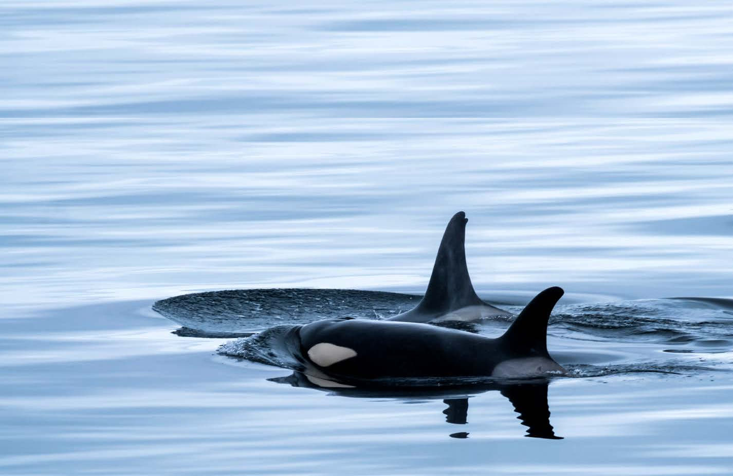 Orcas in the fjord