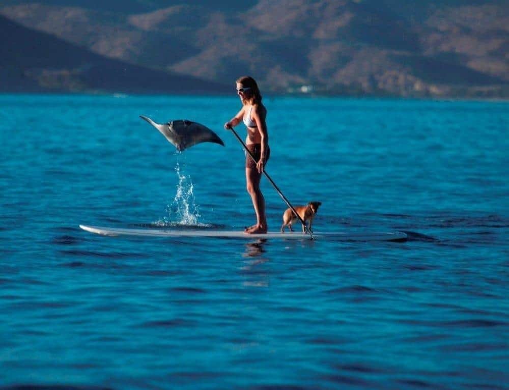 Jumping Mobula Rays