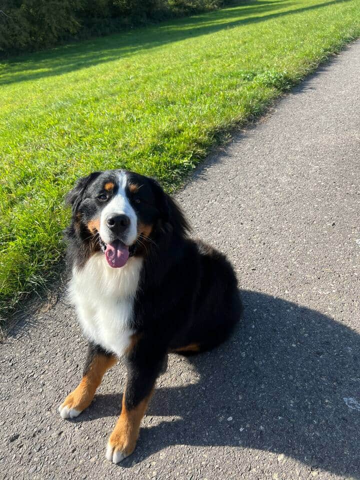 Hofhund (sehr lieb) Hofhund (sehr lieb)