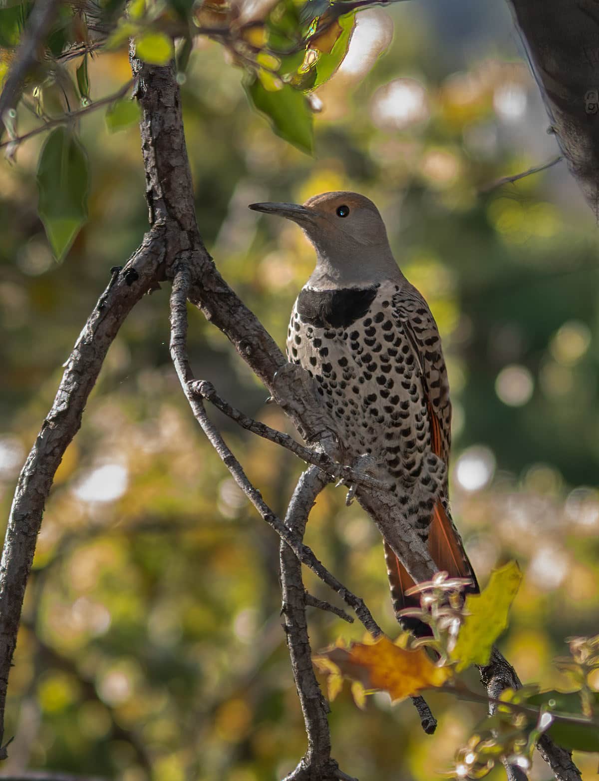 Female Northern Flicker