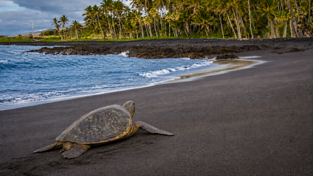 Punalu'u Beach