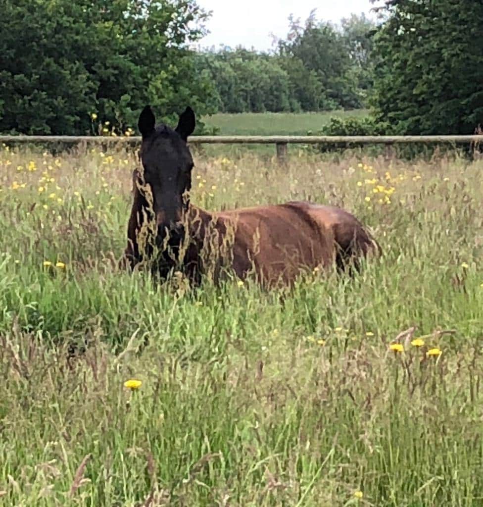 Horse in field 