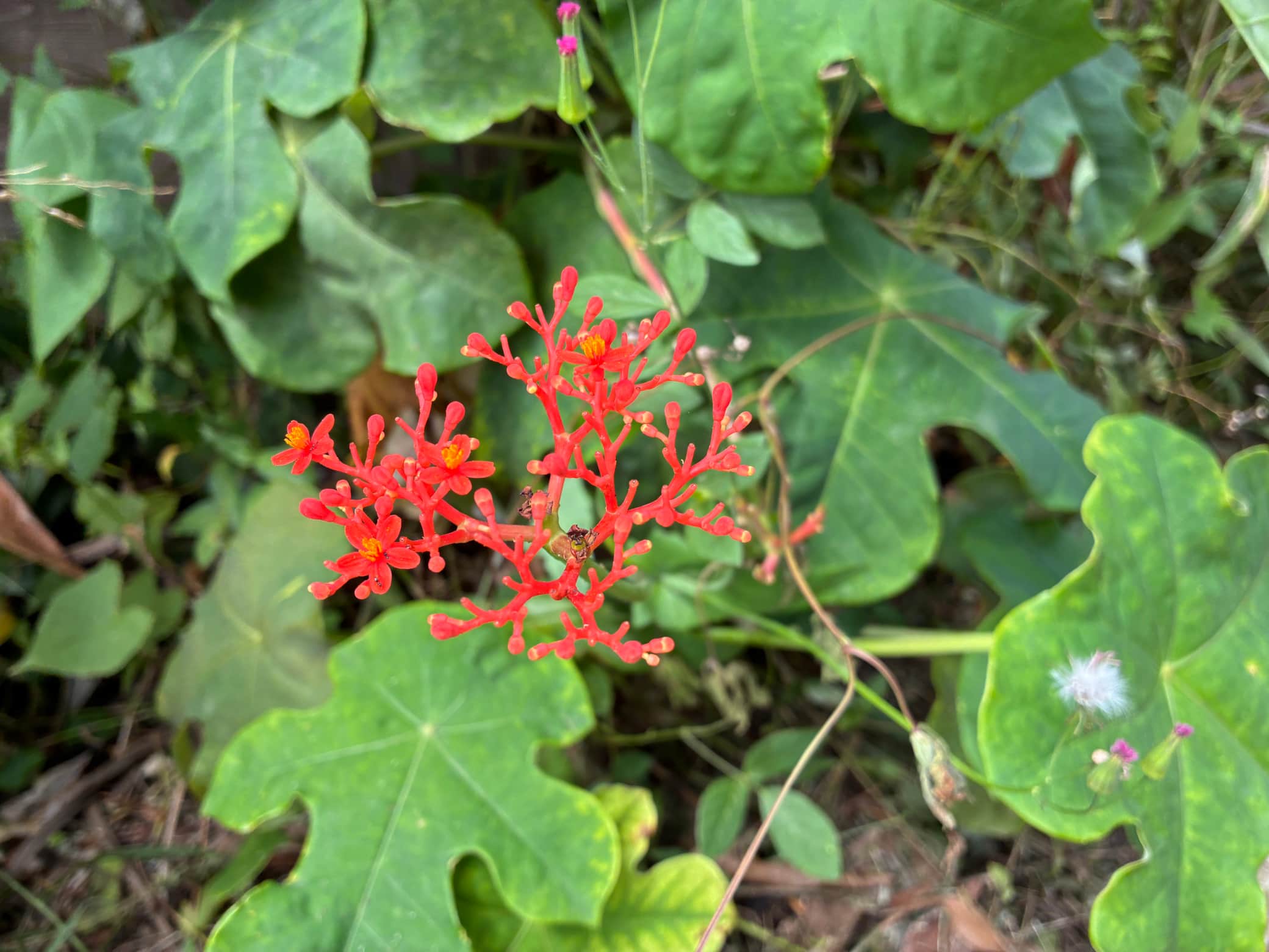 Arbre corail
