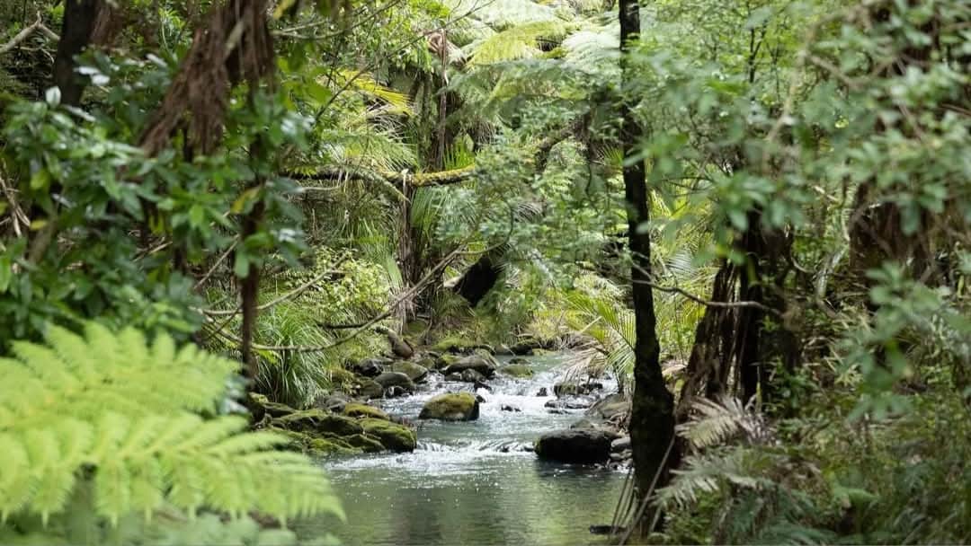 Piha Stream
