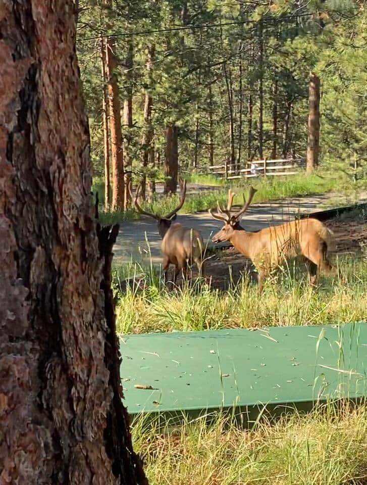 Each summer the same large male Elk (about 5) live on this street and in the valley below. Drive slow please!