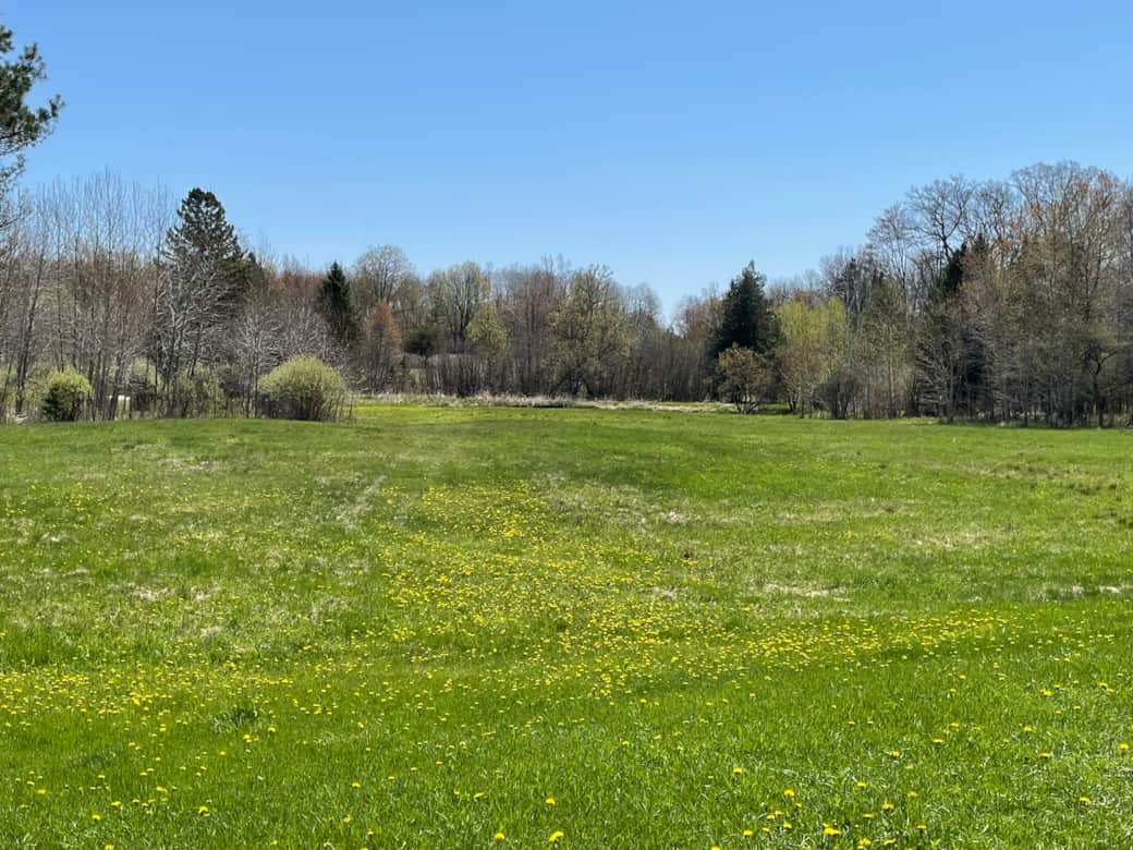 IMG_1684_back field