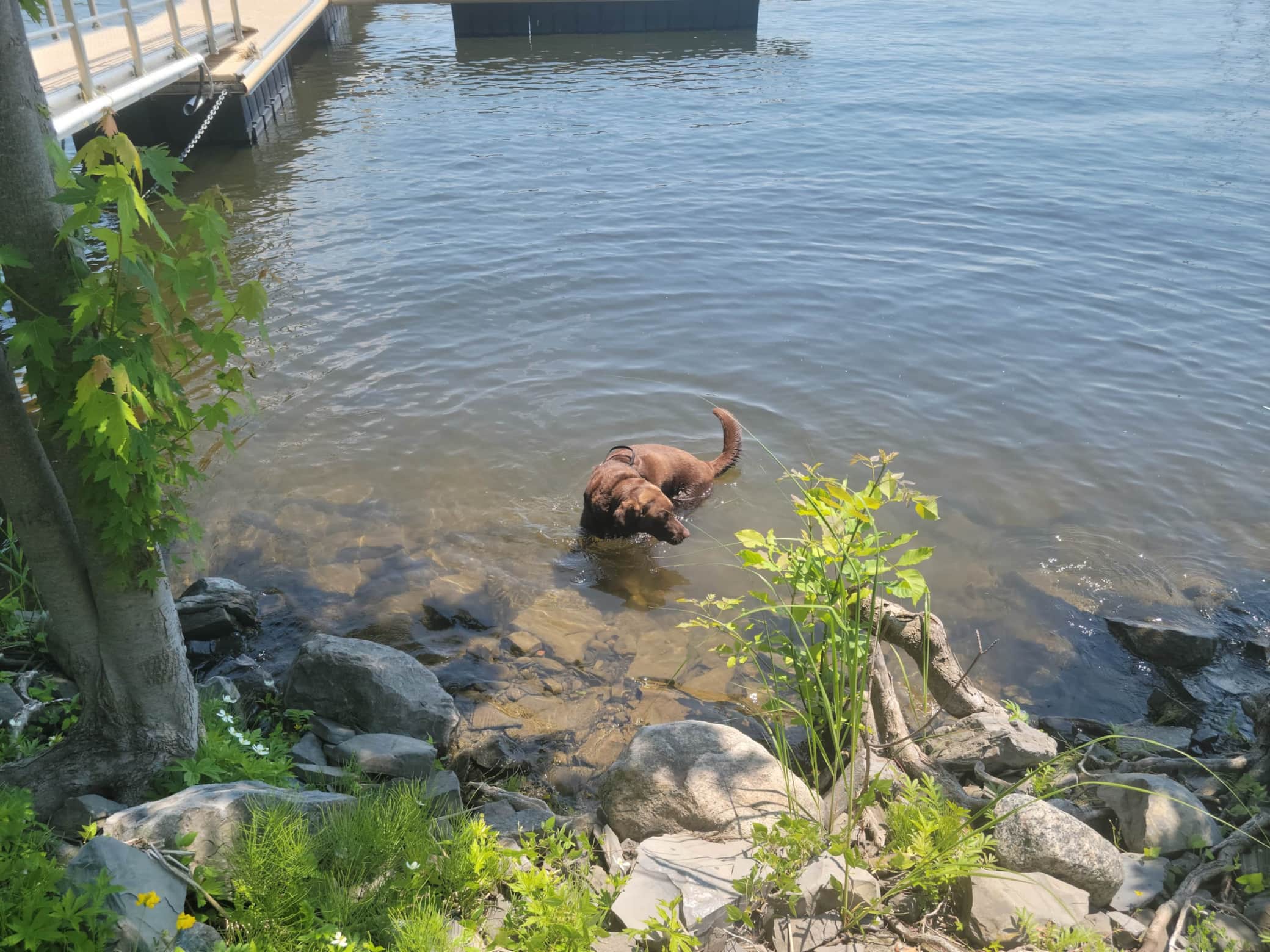 38a Baignade du chien dans le Richelieu.jpg