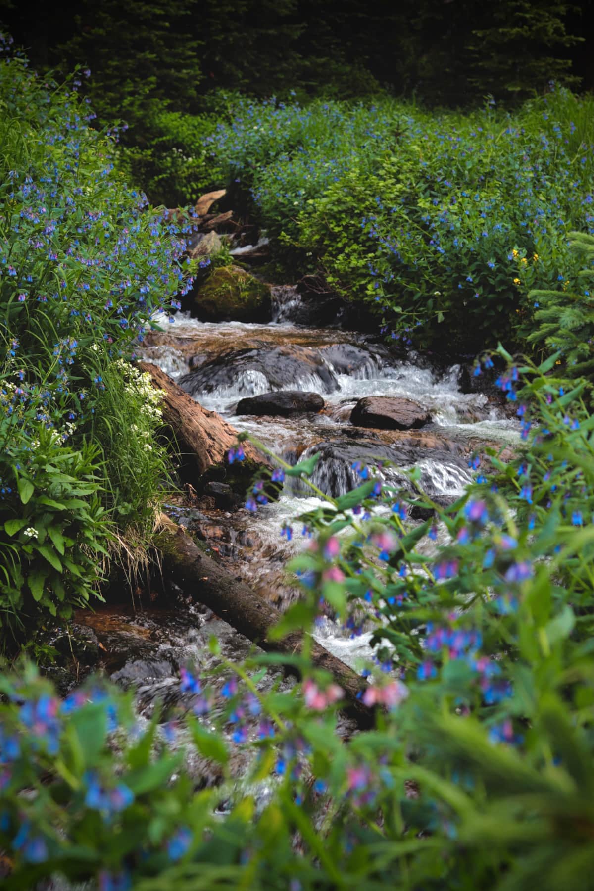This is the creek that feeds the pond.  This year we had beautiful bloom