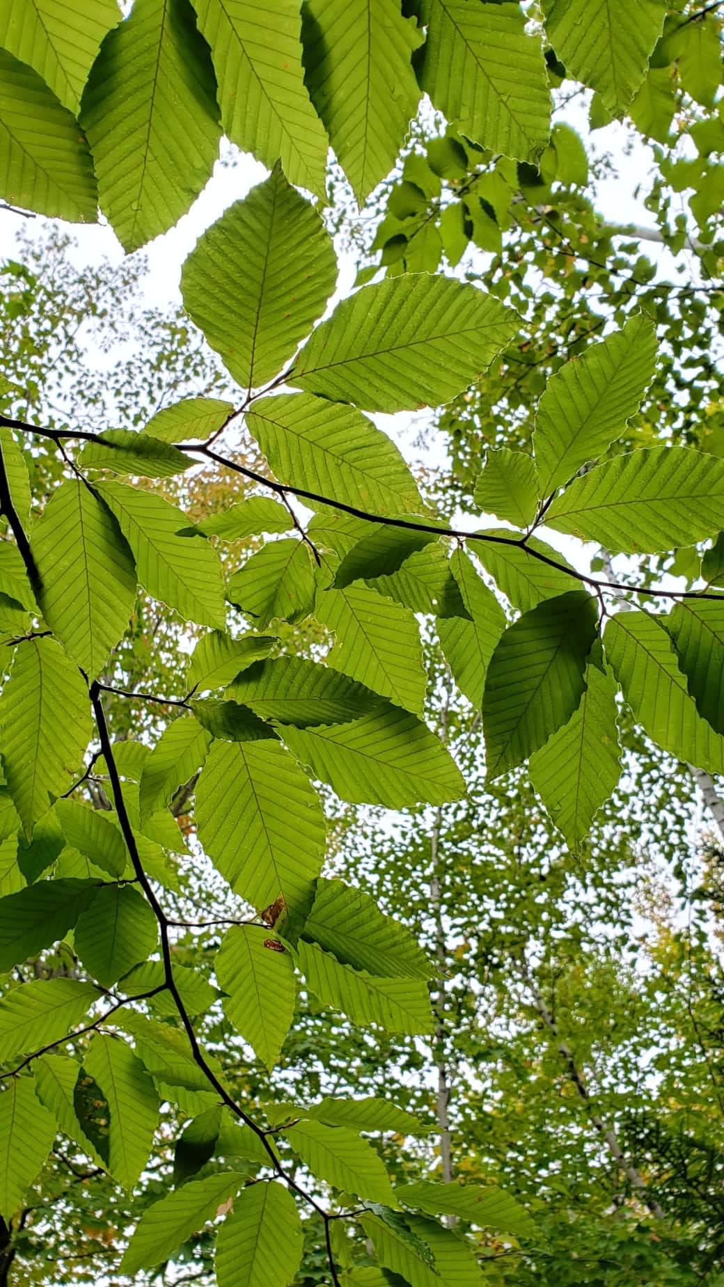 A view above the Jessup Path in Acadia National Park