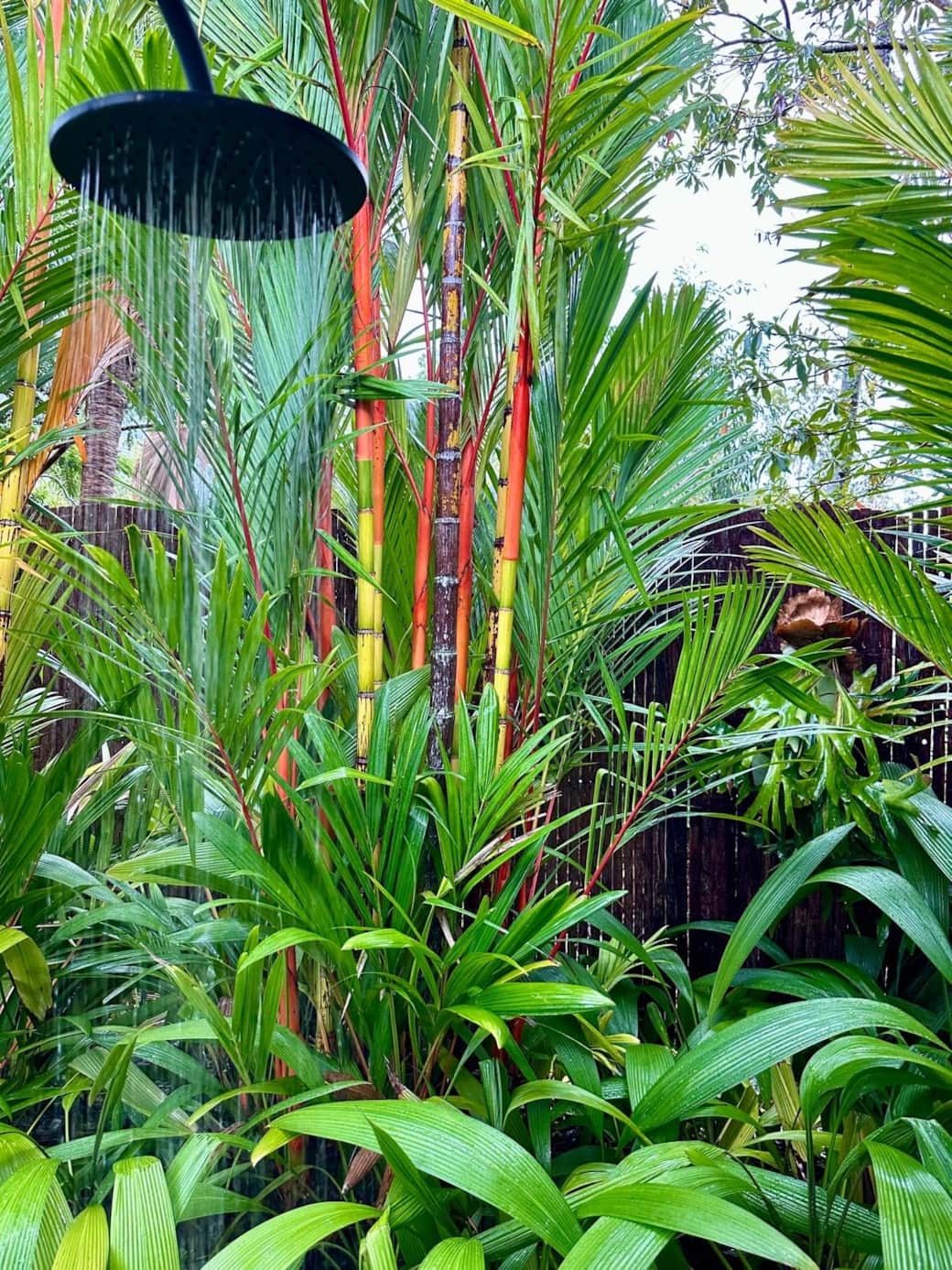 tropical rain pool shower